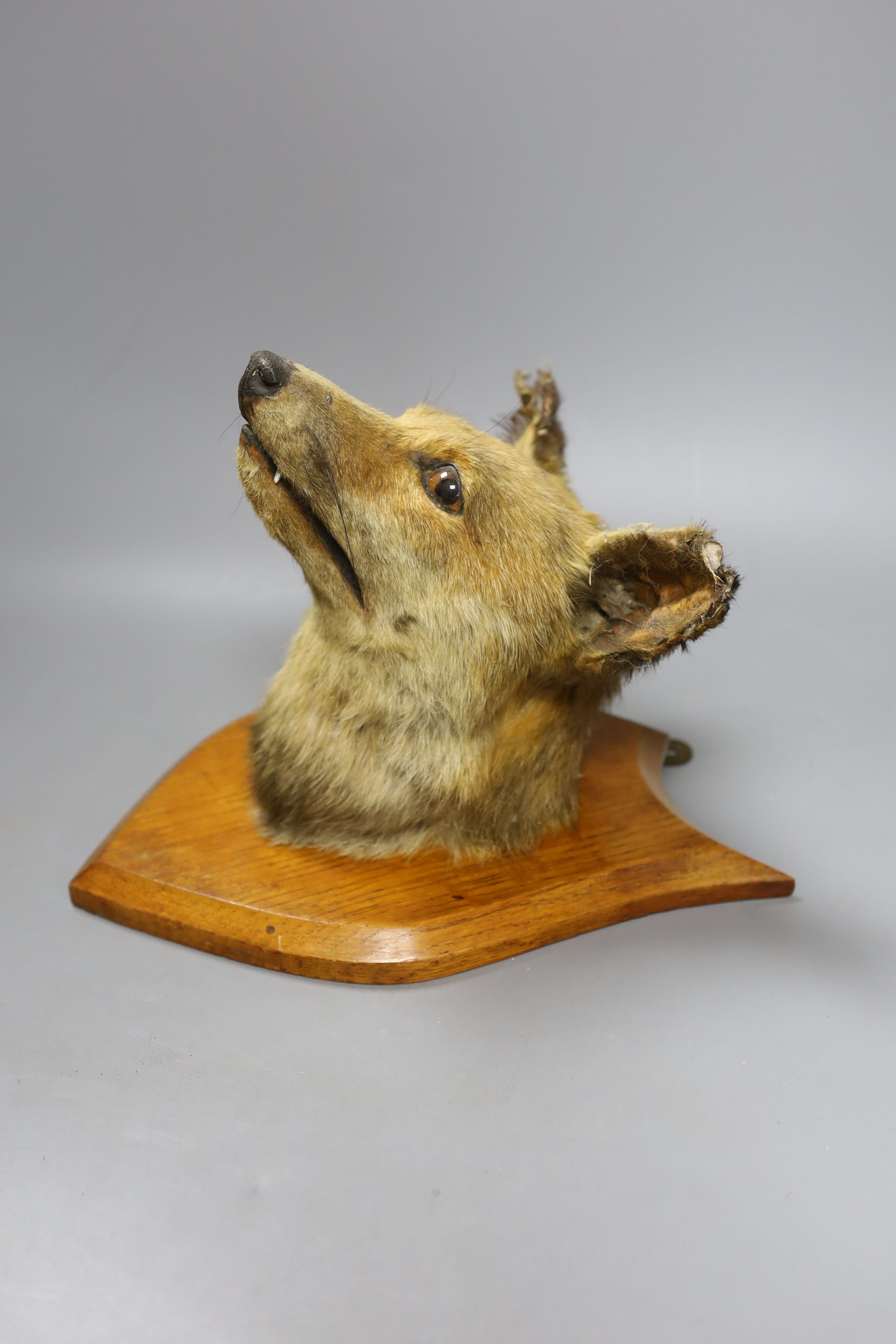 A taxidermic fox head, mounted on a wooden wall plaque